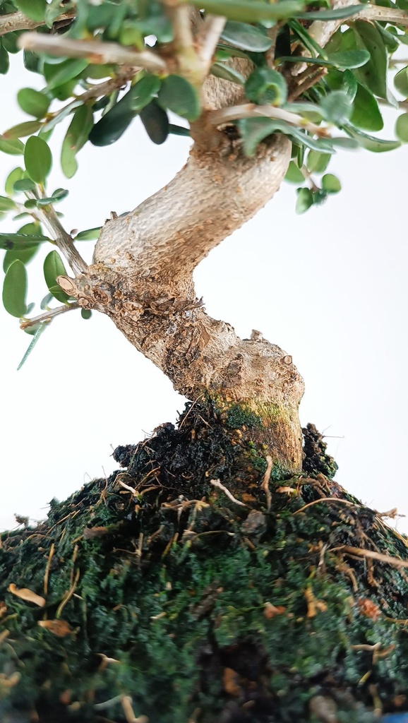 3 Olea europaea sylvestris,  30 euros