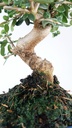 3 Olea europaea sylvestris,  30 euros
