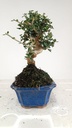 3 Olea europaea sylvestris,  30 euros
