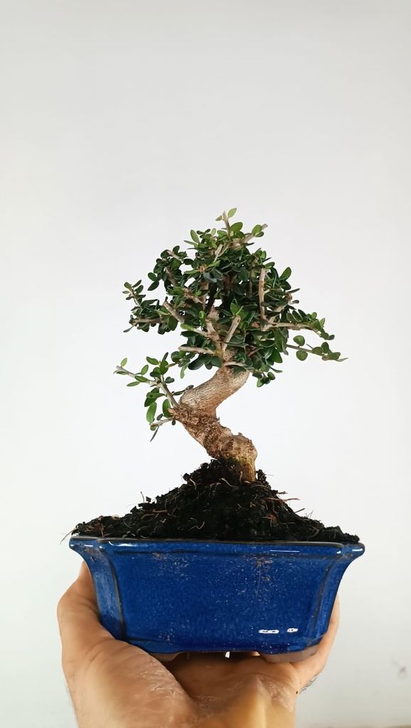 3 Olea europaea sylvestris,  30 euros