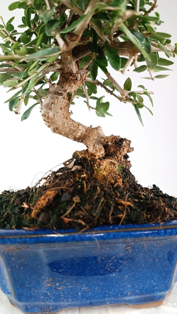 2 OLEA EUROPAEA SYLVESTRIS,  30 EUROS