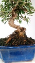 2 OLEA EUROPAEA SYLVESTRIS,  30 EUROS