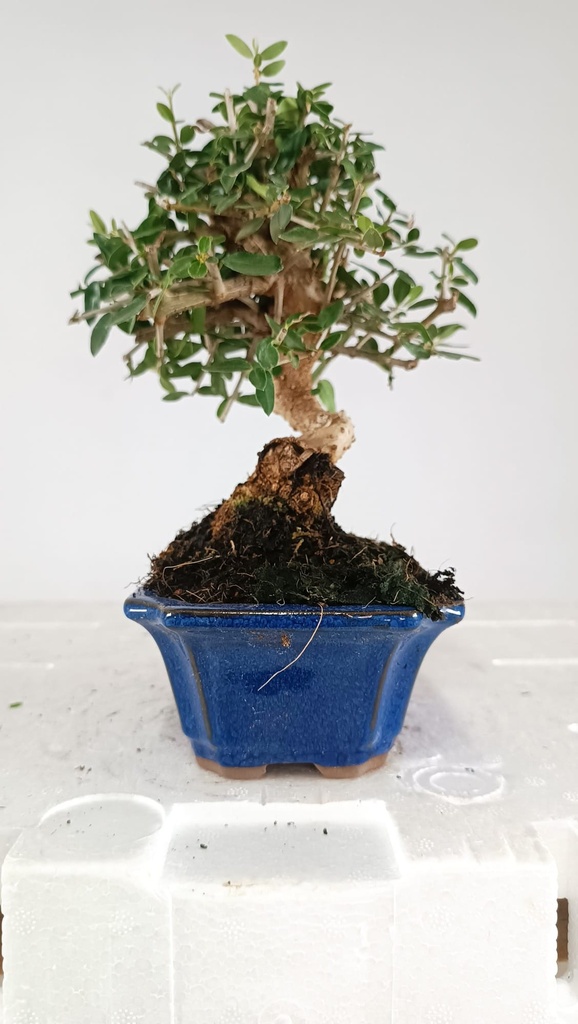 2 OLEA EUROPAEA SYLVESTRIS,  30 EUROS