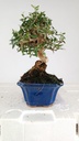 2 OLEA EUROPAEA SYLVESTRIS,  30 EUROS