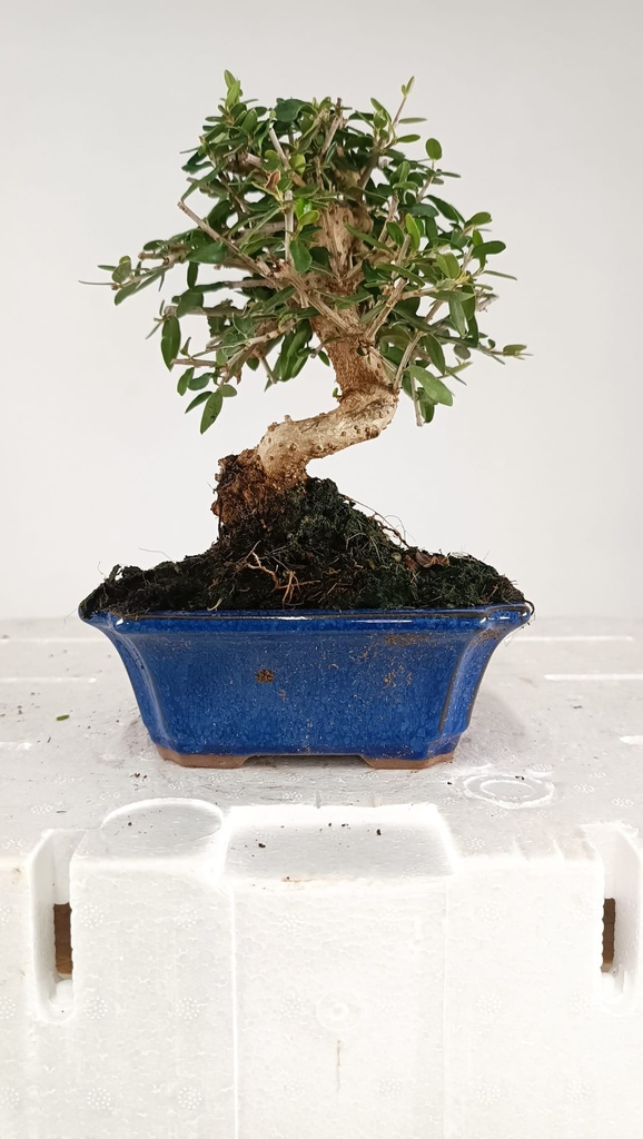 2 OLEA EUROPAEA SYLVESTRIS,  30 EUROS
