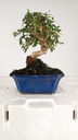 2 OLEA EUROPAEA SYLVESTRIS,  30 EUROS