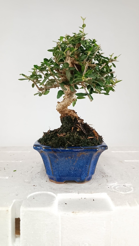 2 OLEA EUROPAEA SYLVESTRIS,  30 EUROS