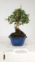 2 OLEA EUROPAEA SYLVESTRIS,  30 EUROS