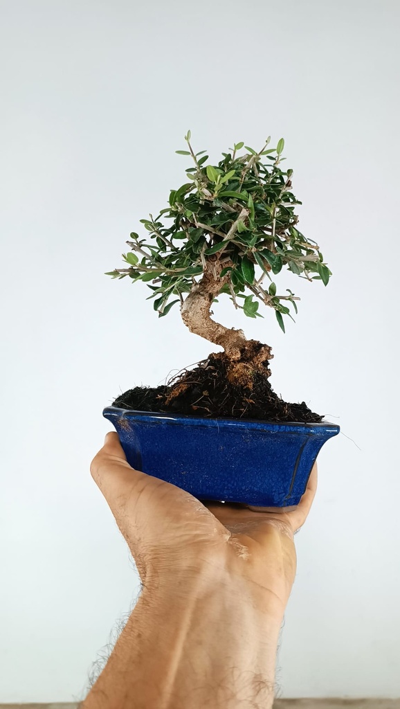 2 OLEA EUROPAEA SYLVESTRIS,  30 EUROS