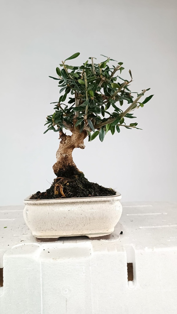 1 Olea europaea sylvestris, 30 euros