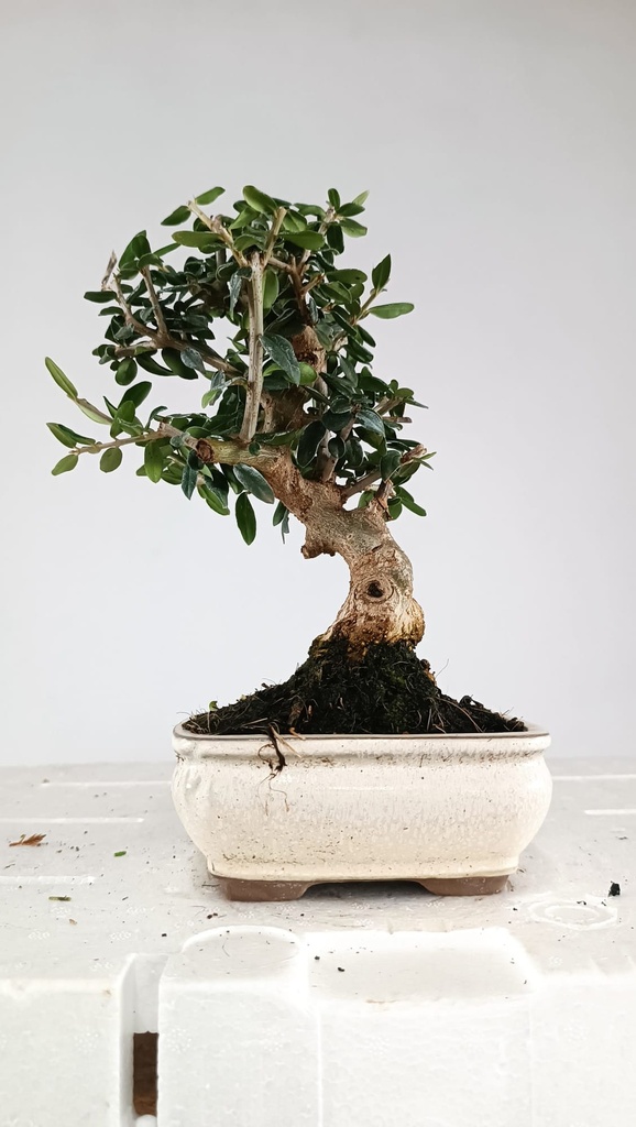 1 Olea europaea sylvestris, 30 euros