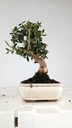 1 Olea europaea sylvestris, 30 euros