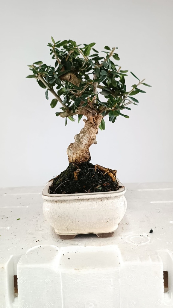 1 Olea europaea sylvestris, 30 euros