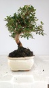 0  Olea europaea sylvestris,   30 euros