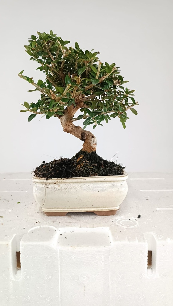 0  Olea europaea sylvestris,   30 euros