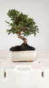 0  Olea europaea sylvestris,   30 euros