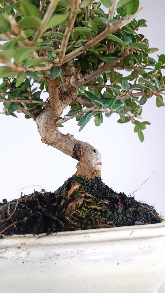 0  Olea europaea sylvestris,   30 euros