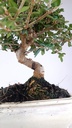 0  Olea europaea sylvestris,   30 euros