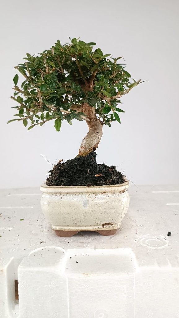 0  Olea europaea sylvestris,   30 euros