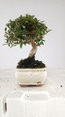 0  Olea europaea sylvestris,   30 euros