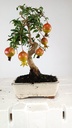 1  Punica granatum,  40 euros