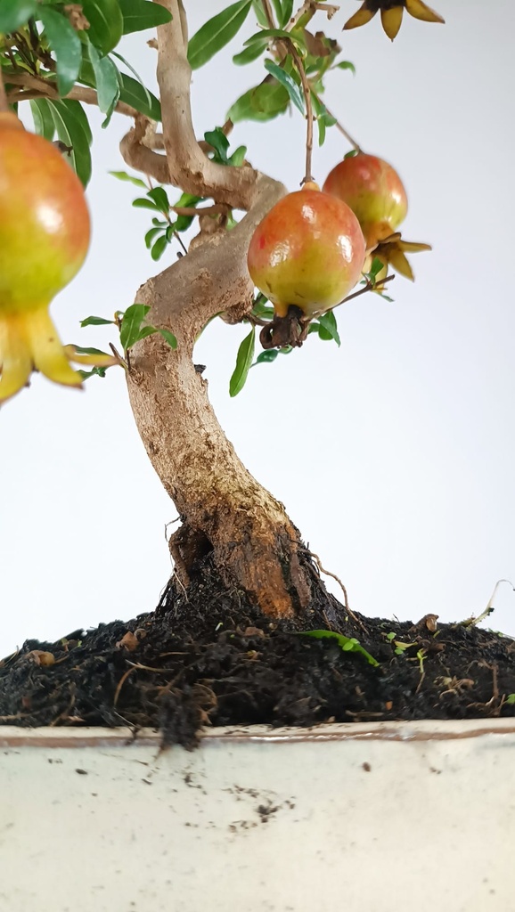 1  Punica granatum,  40 euros