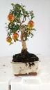 1  Punica granatum,  40 euros