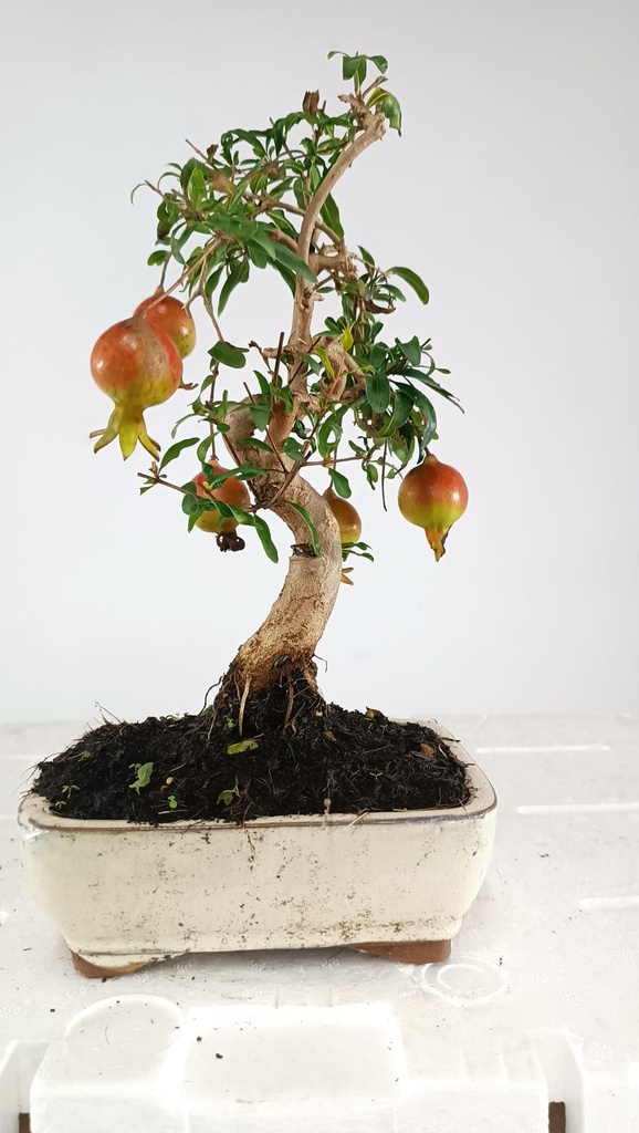 1  Punica granatum,  40 euros