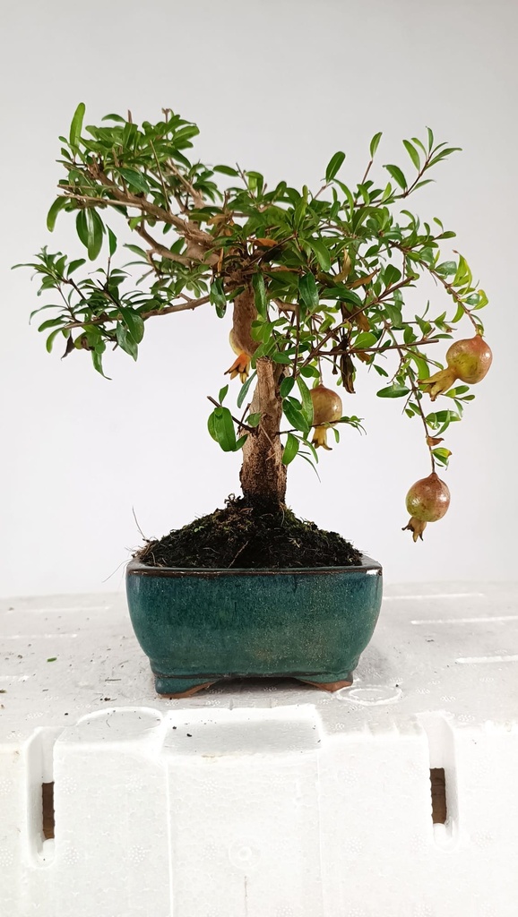 0Punica granatum, 40 euros