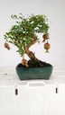 0Punica granatum, 40 euros