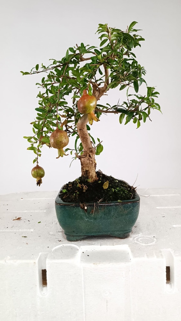 0Punica granatum, 40 euros