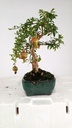 0Punica granatum, 40 euros