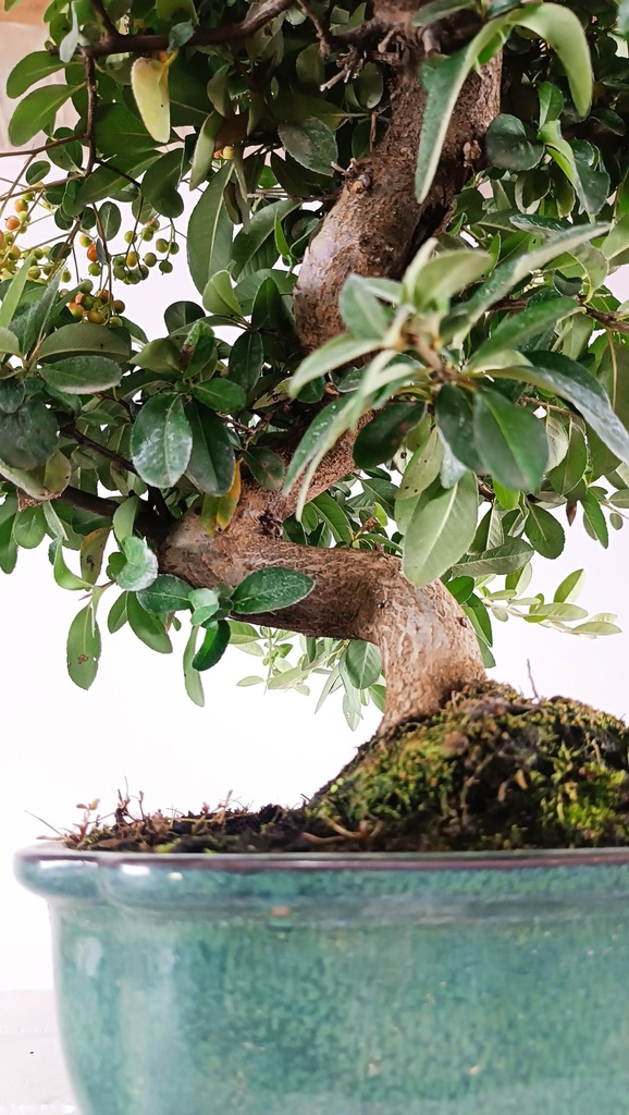 Pyracantha ap,  100 euros