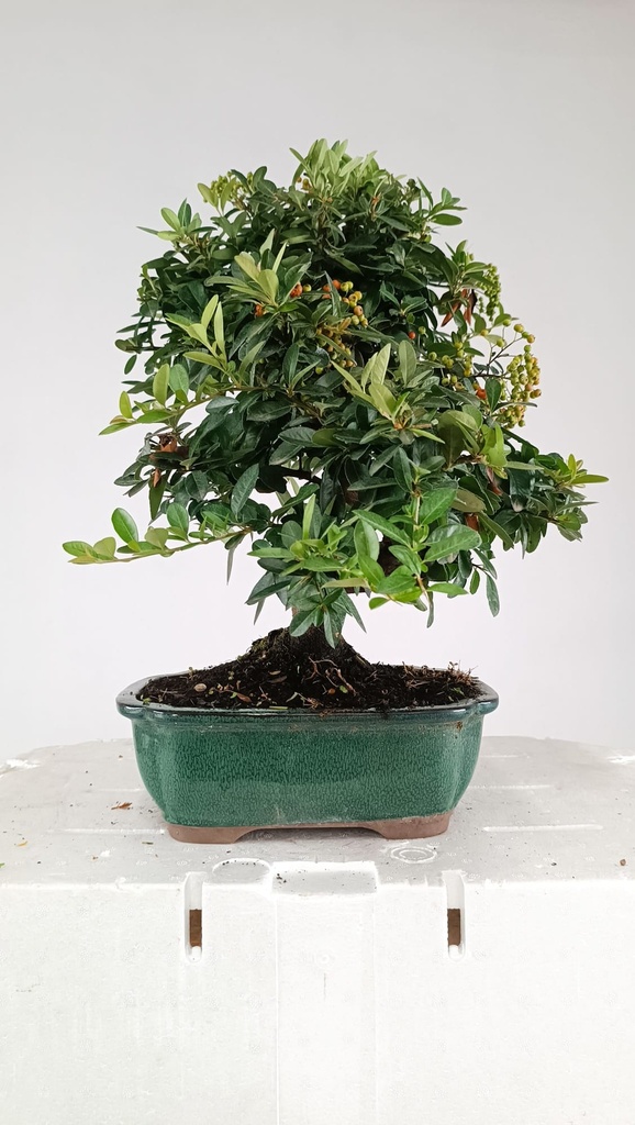 Pyracantha ap,  100 euros