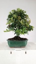Pyracantha ap,  100 euros