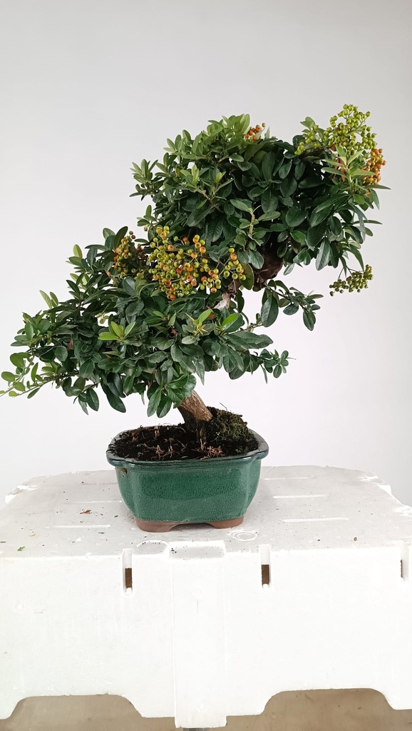 Pyracantha ap,  100 euros