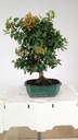 Pyracantha ap,  100 euros