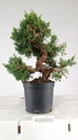 3 Juniperus chinensis,  60 euros