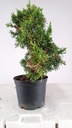 3 Juniperus chinensis,  60 euros