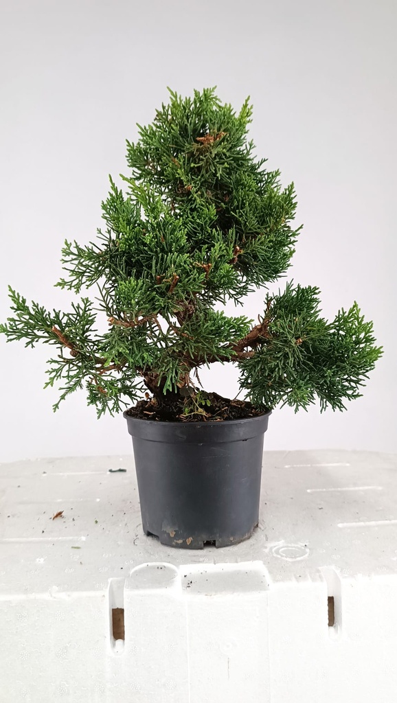 3 Juniperus chinensis,  60 euros