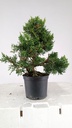 3 Juniperus chinensis,  60 euros