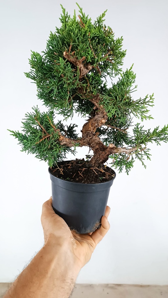 3 Juniperus chinensis,  60 euros