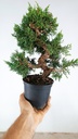 3 Juniperus chinensis,  60 euros