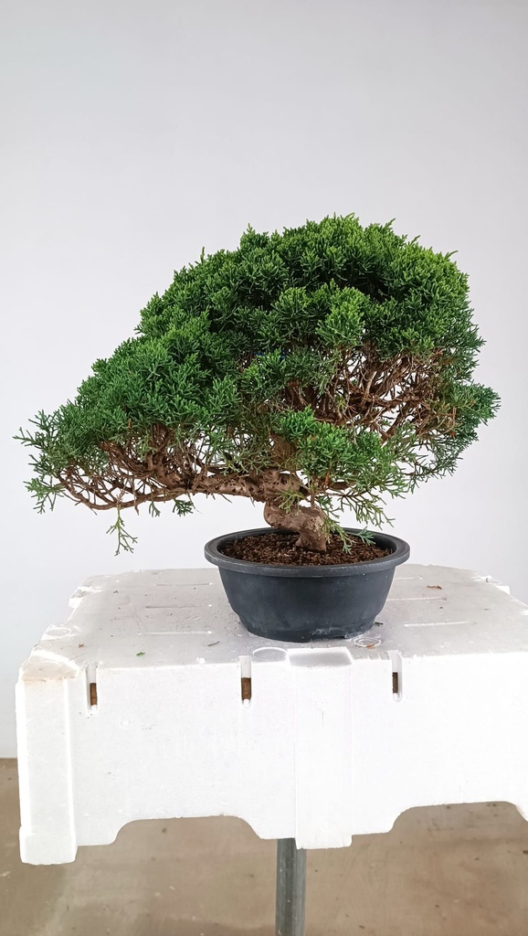 2  Juniperus chinensis kyushu, 155 euros