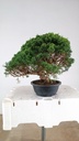 2  Juniperus chinensis kyushu, 155 euros