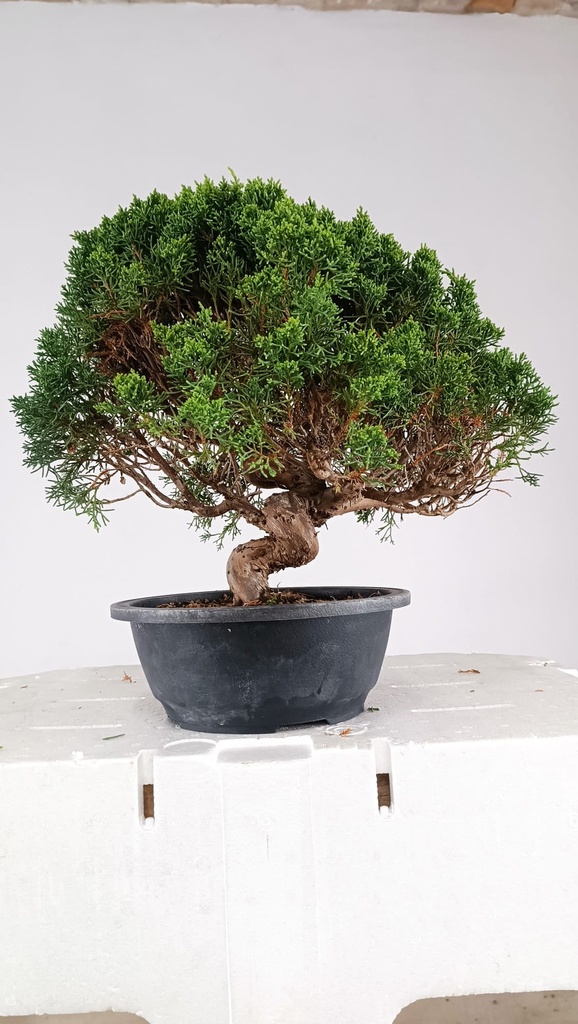 2  Juniperus chinensis kyushu, 155 euros