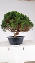 2  Juniperus chinensis kyushu, 155 euros