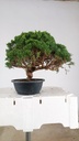 2  Juniperus chinensis kyushu, 155 euros