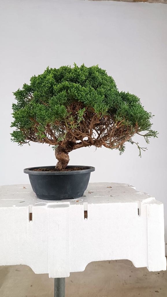 2  Juniperus chinensis kyushu, 155 euros