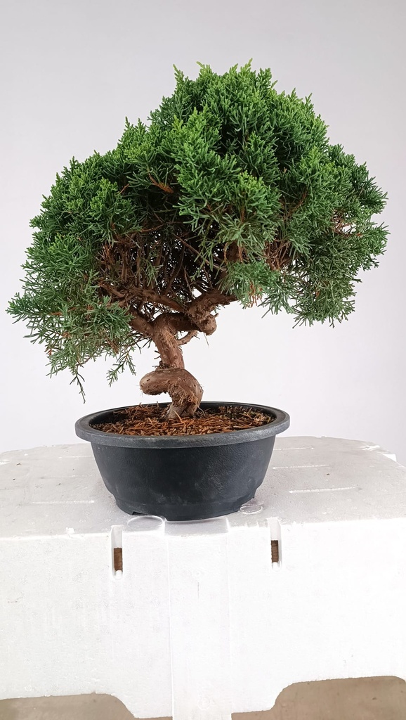1 Juniperus chinensis kyushu, 155 euros